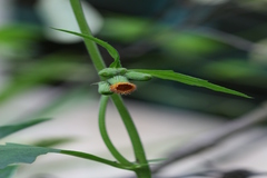 Crassocephalum crepidioides